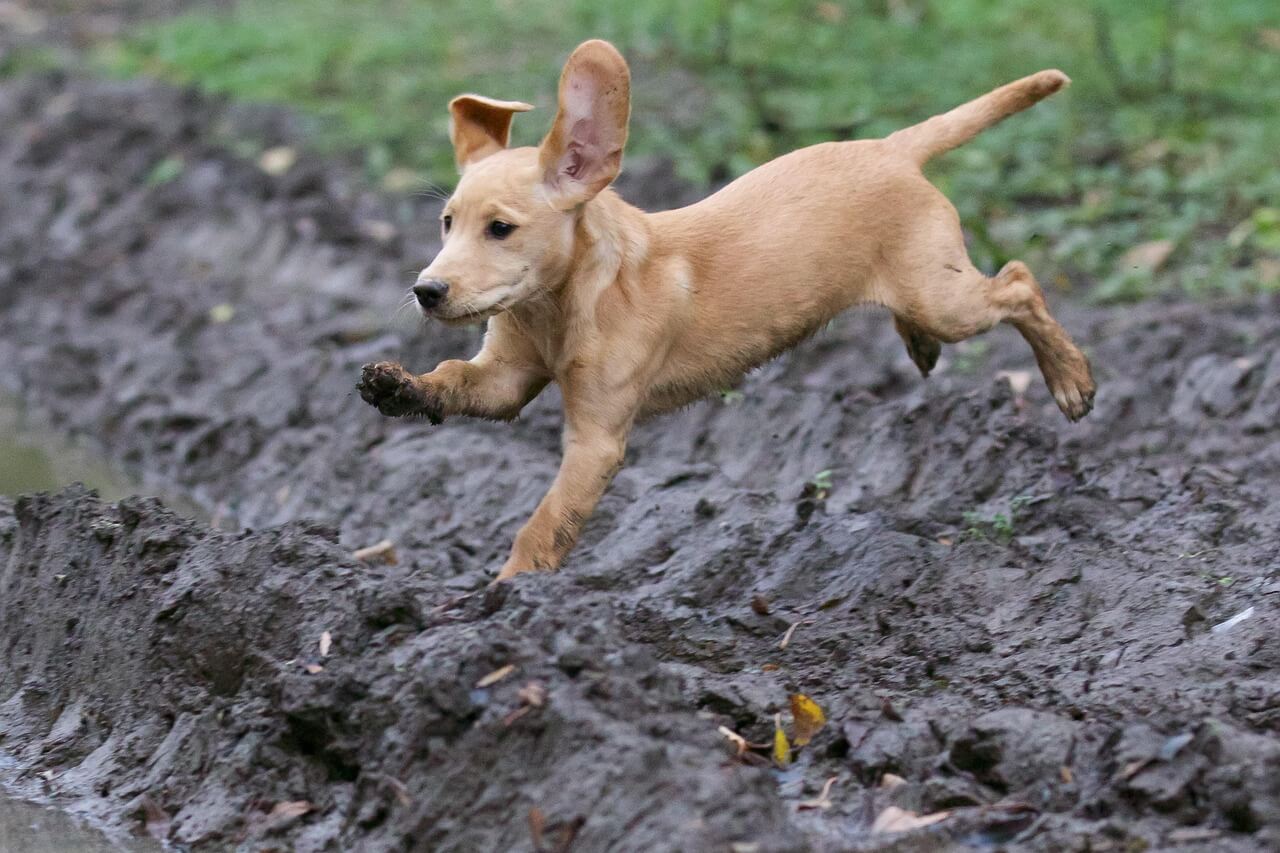 Adorable Labrador Puppies for Sale – Vaccinated & Healthy!