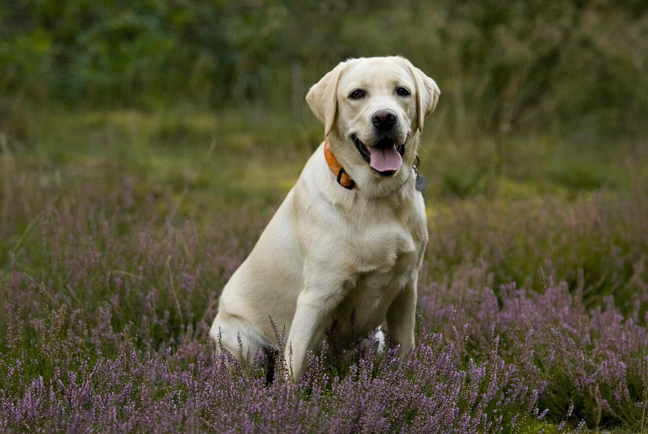 Adorable Labrador Puppies for Sale – Vaccinated & Healthy!