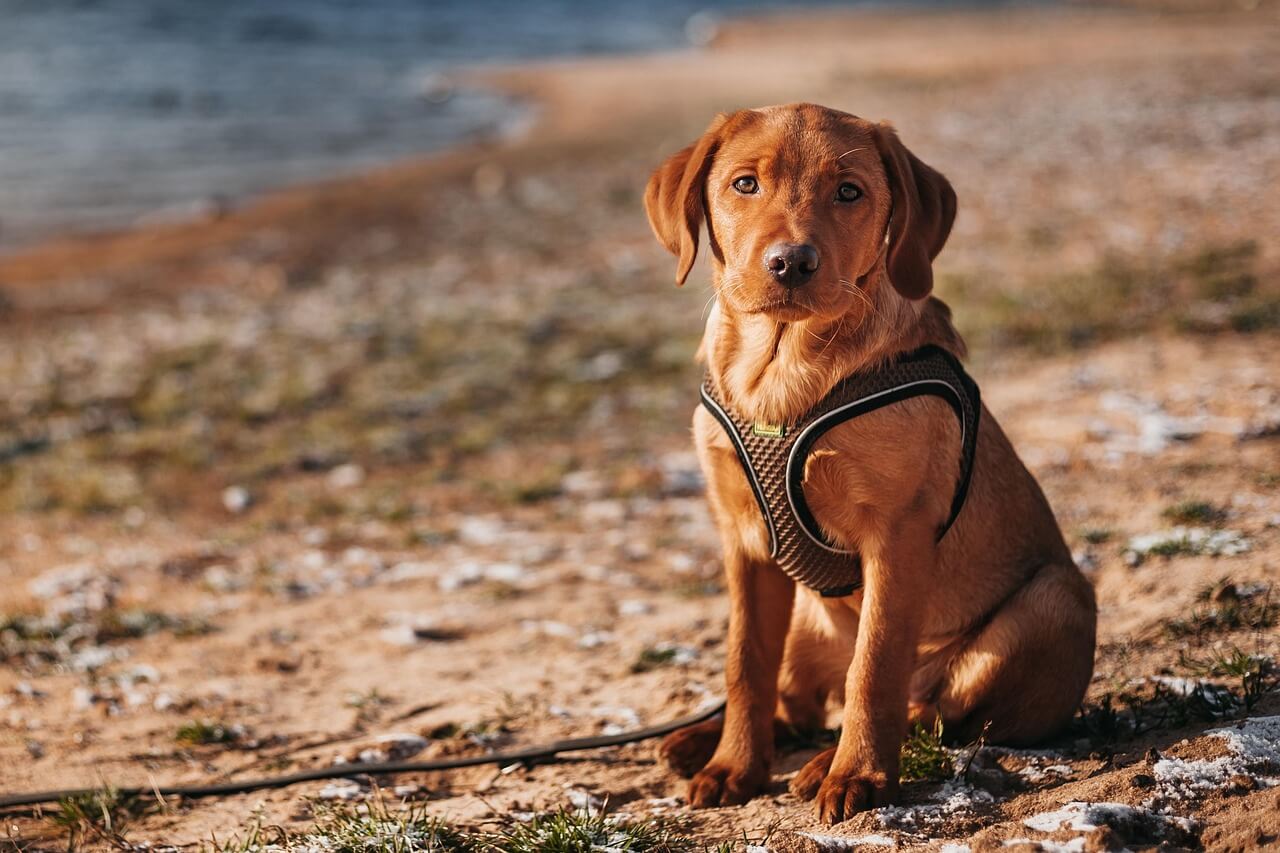 Adorable Labrador Puppies for Sale – Vaccinated & Healthy!