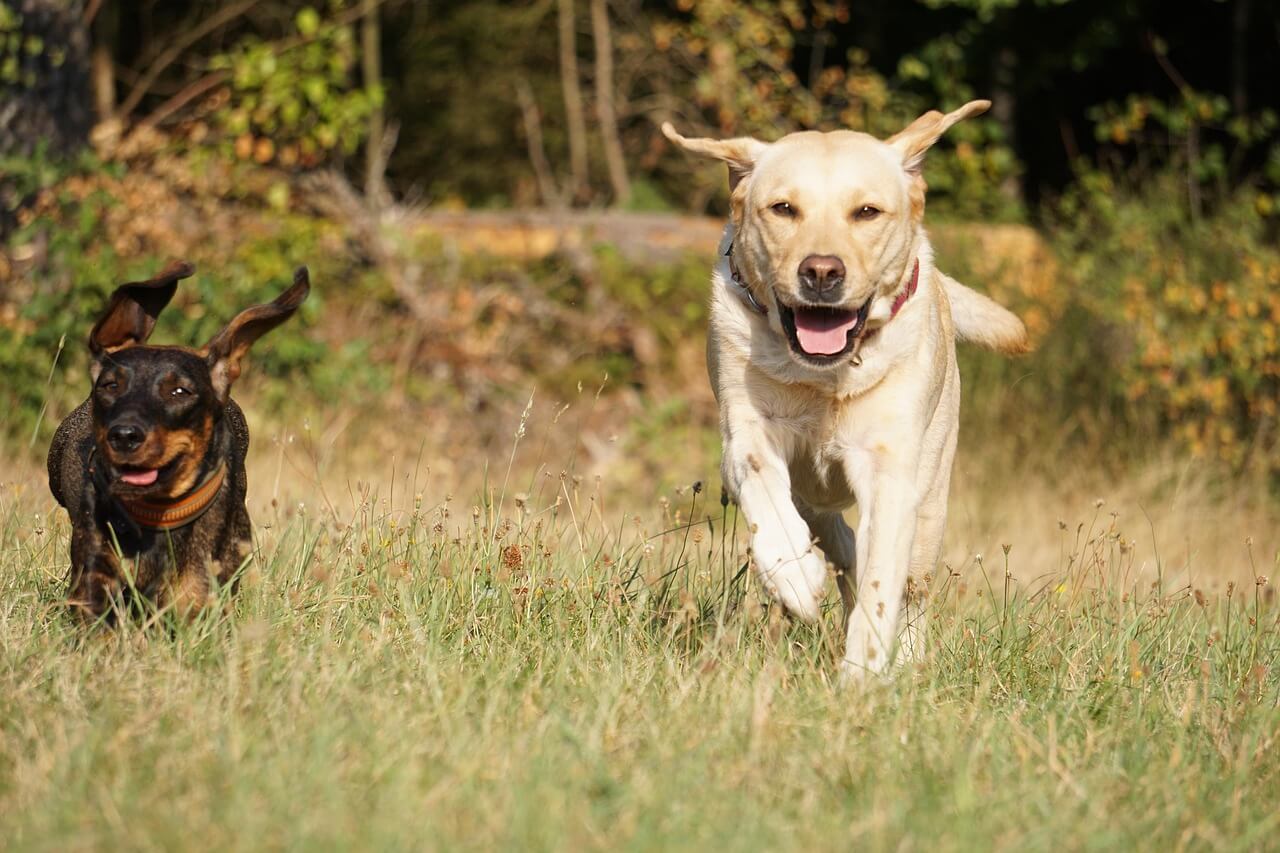 Adorable Labrador Puppies for Sale – Vaccinated & Healthy!