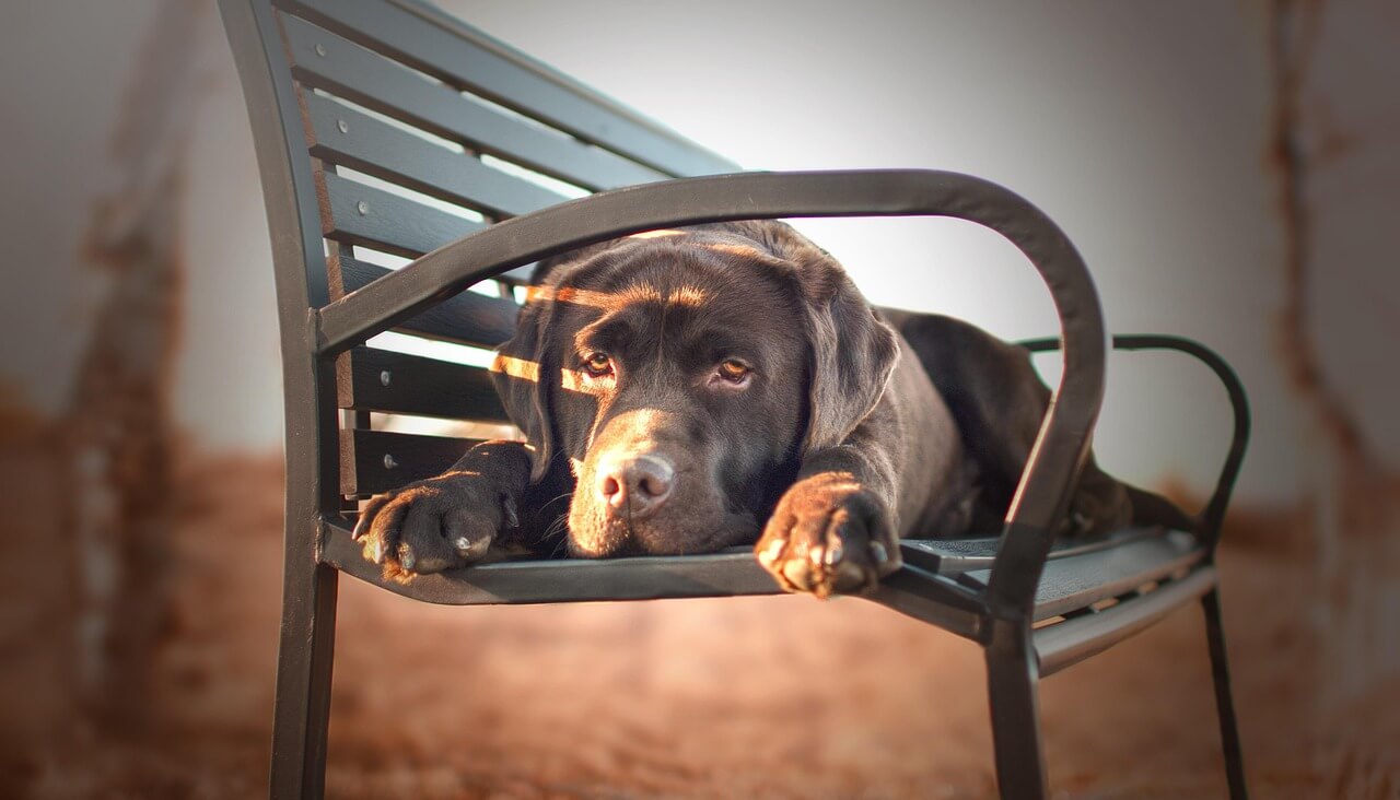 Adorable Labrador Puppies for Sale – Vaccinated & Healthy!